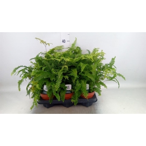 Adiantum hispi. 'Bronze Venus'
