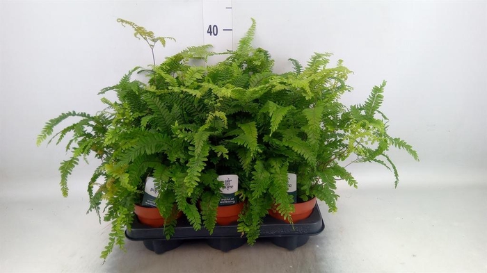 <h4>Adiantum hispi. 'Bronze Venus'</h4>