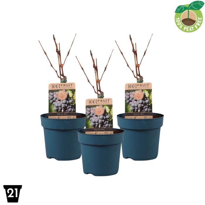 <h4>Vitis overig wit</h4>