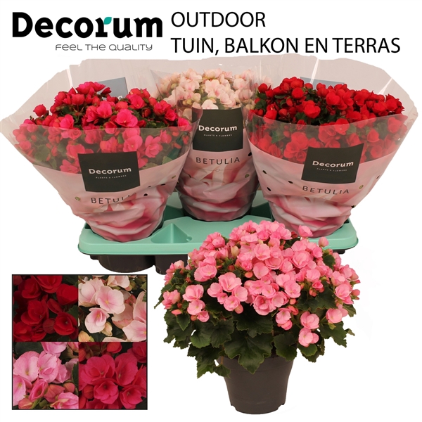 Begonia BETULIA MIX 19cm outdoor Decorum