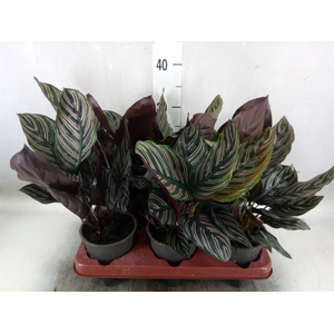Calathea sanderiana