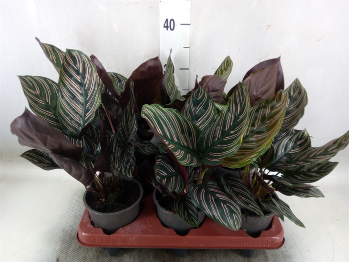 <h4>Calathea sanderiana</h4>