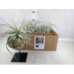 Arr.  Tillandsia H%