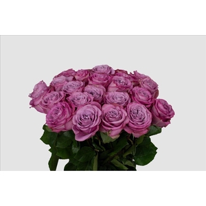 Rosa ec queens crown
