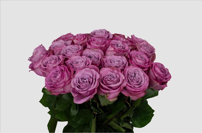 <h4>Rosa ec queens crown</h4>