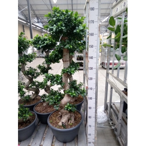 Ficus microcarpa 'Ginseng'