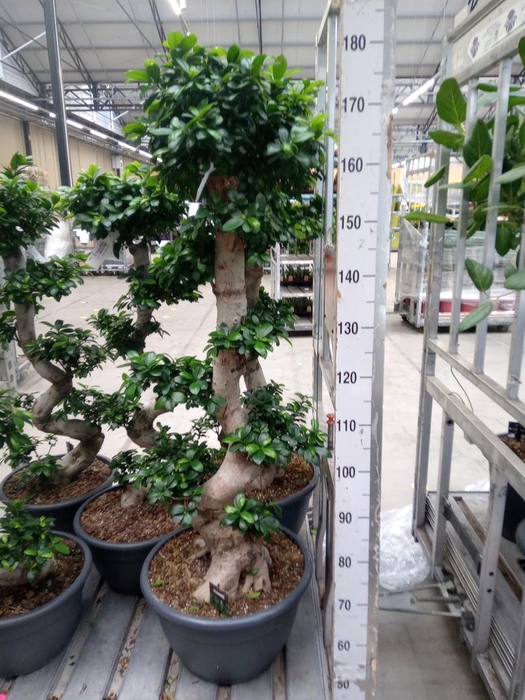 <h4>Ficus microcarpa 'Ginseng'</h4>