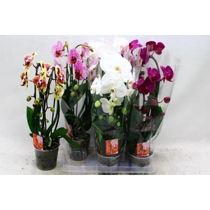 PHAL CASCADE MIX 2 TAK
