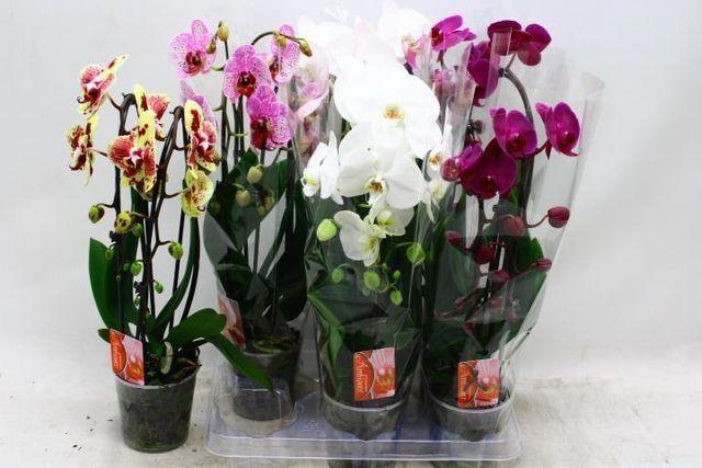 <h4>PHAL CASCADE MIX 2 TAK</h4>