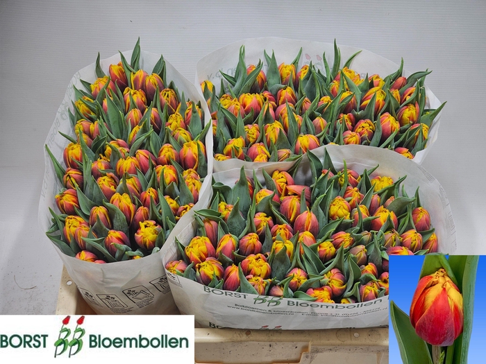 <h4>TU DU BOB MARLEY</h4>