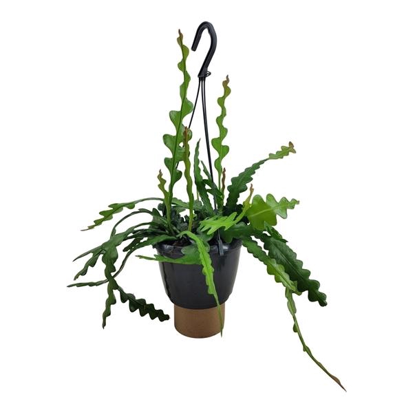 <h4>Epiphyllum anguliger</h4>