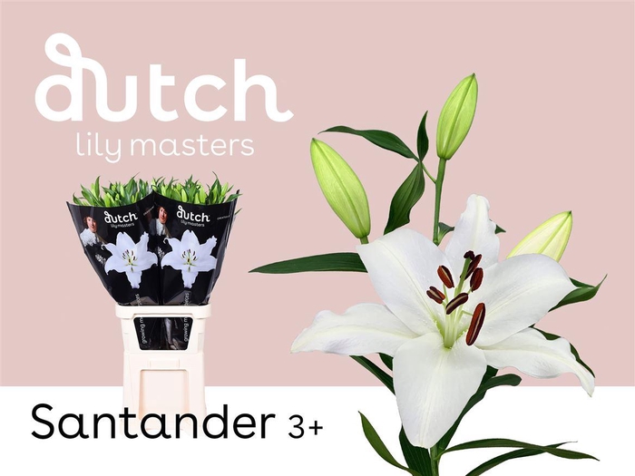 <h4>Li Or Santander 3+</h4>