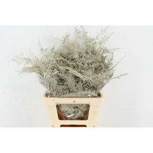 Asp IT Ex Veren Platina