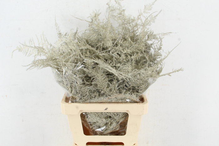 <h4>Asp IT Ex Veren Platina</h4>