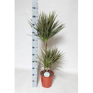 Dracaena Bicolor 21Ø 100cm 3pp