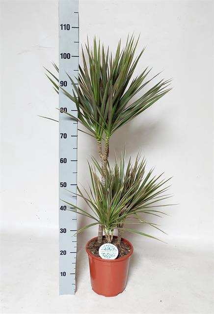 Dracaena Bicolor 21Ø 100cm 3pp