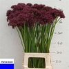 Allium Atropurpureum Zwart