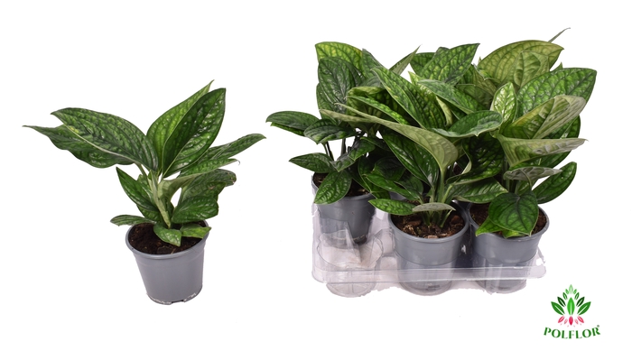 Epipremnum Marble Planet 14Ø 30cm