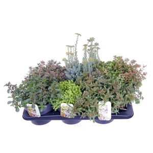 Sedum mix in tray