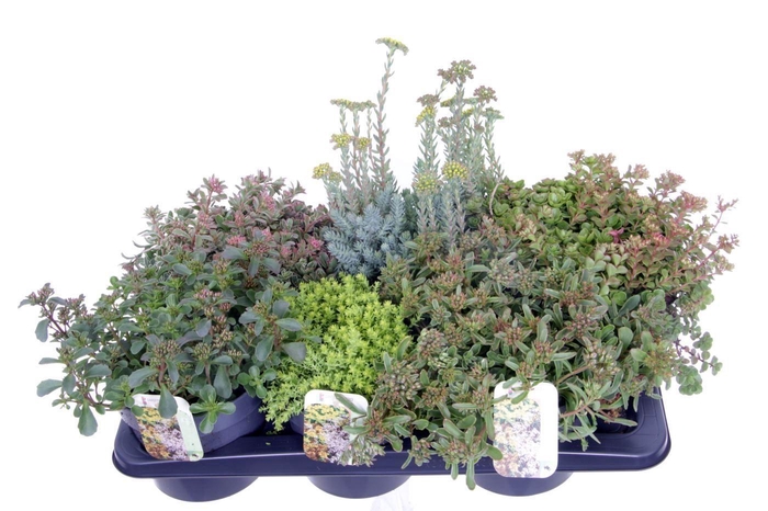 <h4>Sedum mix in tray</h4>
