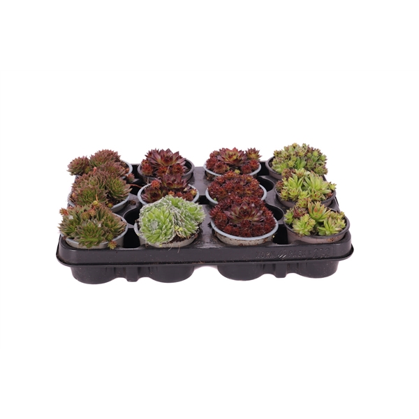 <h4>Sempervivum overig 8,5 cm</h4>