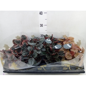 Peperomia