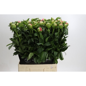 Paeonia coral sunset XXL