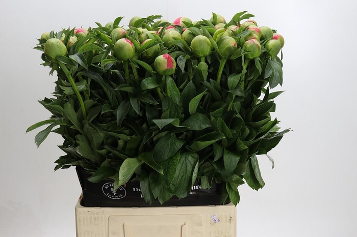 <h4>Paeonia Coral Sunset Xxl</h4>