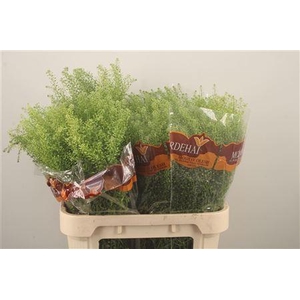 Lepidium Green Bell