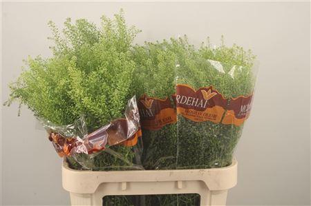 Lepidium Green Bell