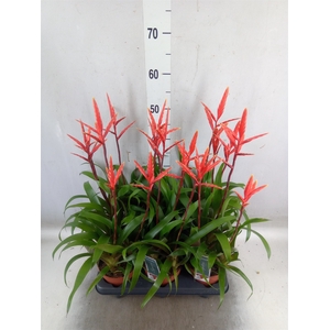Vriesea  'Elan'
