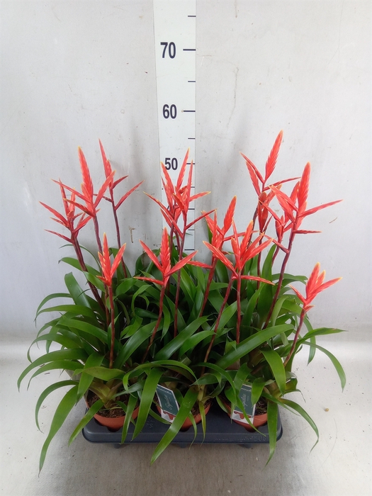 <h4>Vriesea  'Elan'</h4>