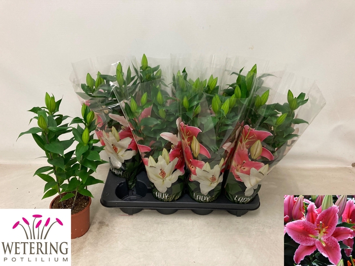 <h4>LIL OR SUN MARTINIQU</h4>