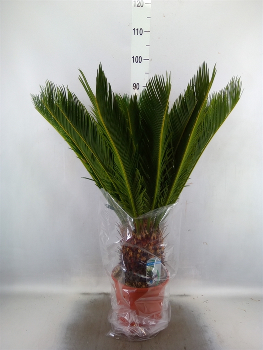 <h4>Cycas revoluta</h4>