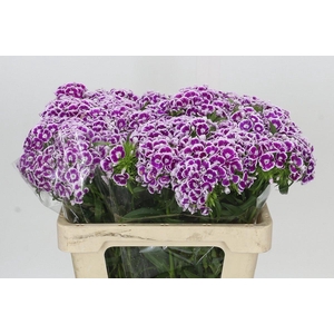 Dianthus Br Aldo Procida