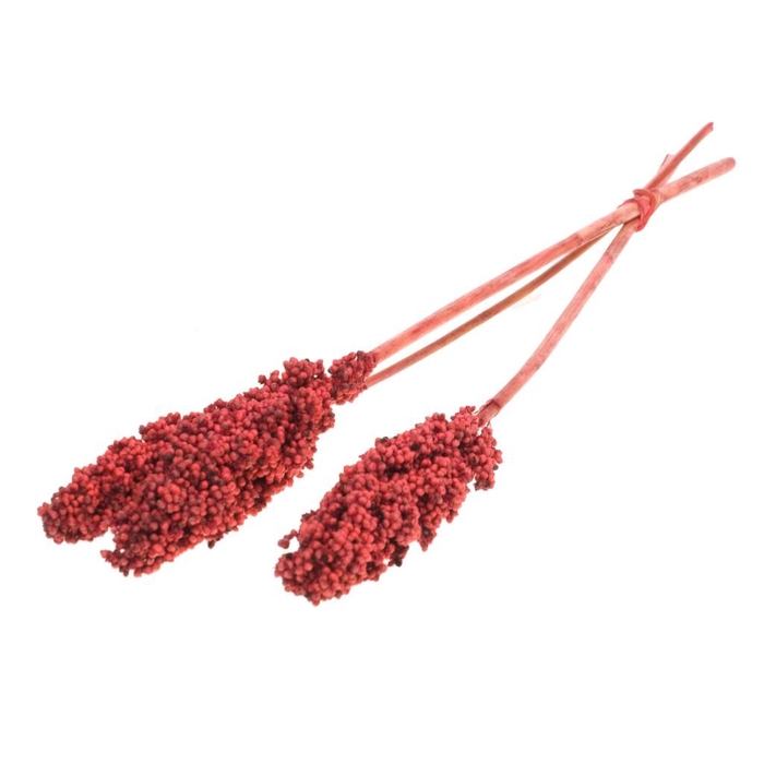 <h4>Opruiming Indian corn 60cm x3</h4>
