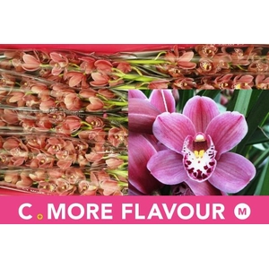 CYMB MI PINK PERFECT