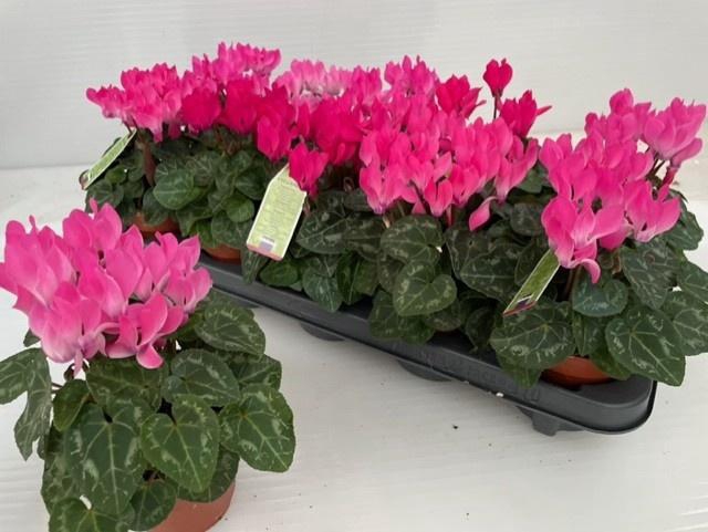 <h4>CYCL KL OVERIG</h4>