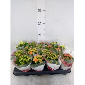 Kalanchoe blos. 'RoyalDon' ..mix