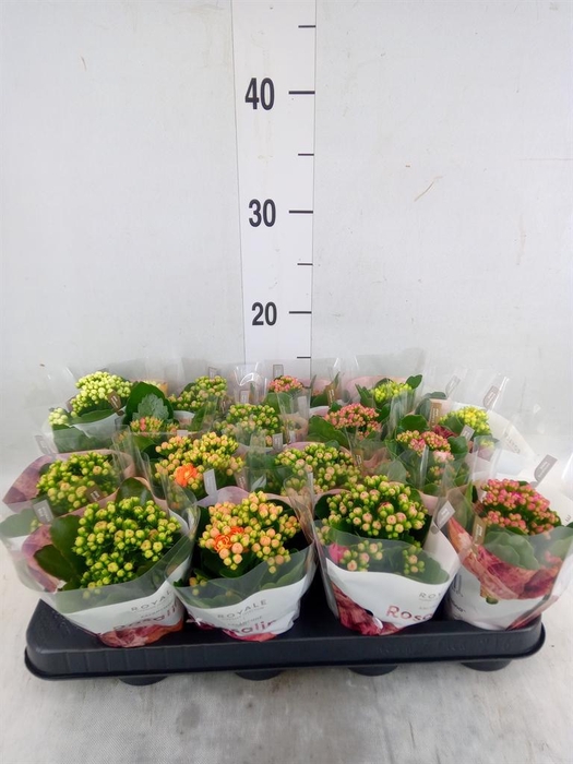 <h4>Kalanchoe blos. 'RoyalDon'   ..mix</h4>