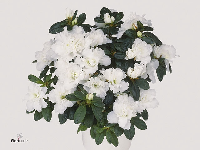 Rhododendron SI 'Witte Vogel'