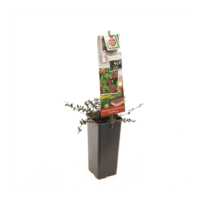 <h4>Vaccinium macrocarpon Cranberry Cranberry</h4>
