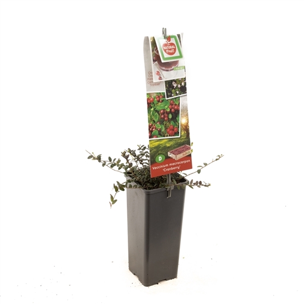 Vaccinium macrocarpon Cranberry Cranberry