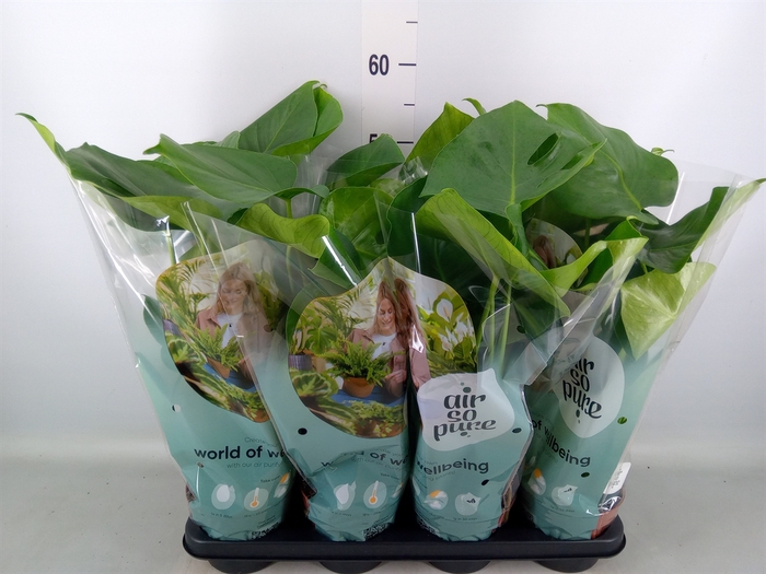 <h4>Monstera delic.</h4>