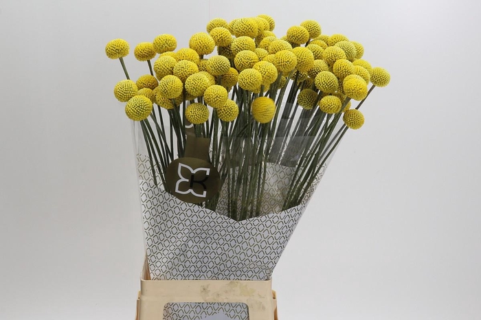 <h4>Craspedia globosa Paintball Jumbo</h4>