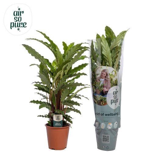 <h4>Calathea Mirosha Air so Pure</h4>