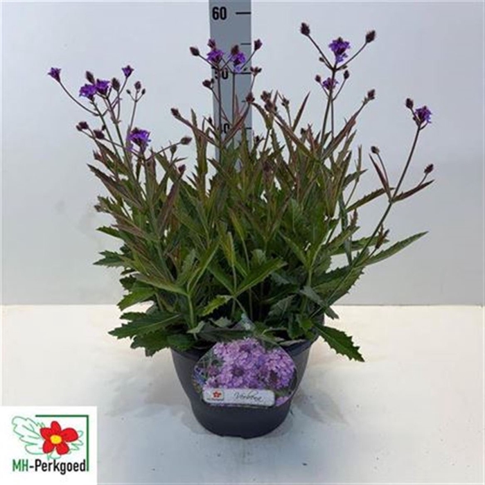 <h4>Verbena Rigida</h4>