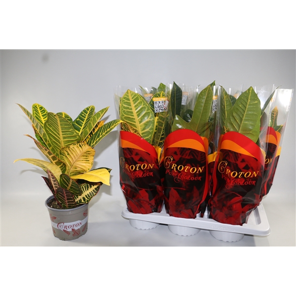 <h4>Croton Mix Excellent en Petra in Design hoes "Sunshiners®"</h4>