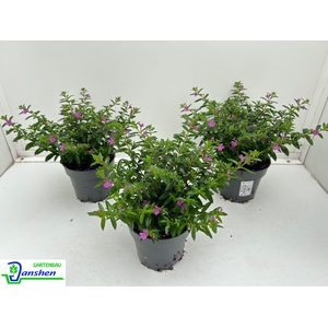 CUPH HYSSOPIFOLIA
