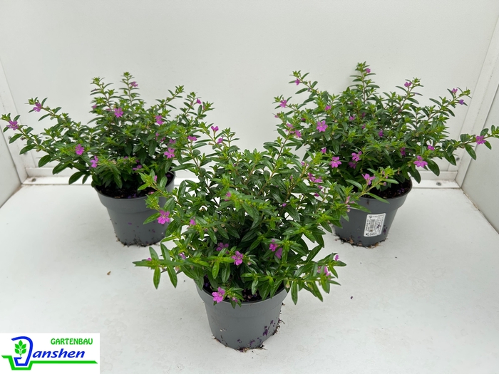<h4>CUPH HYSSOPIFOLIA</h4>